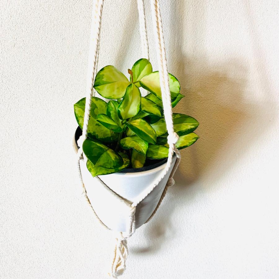 おしゃれ　観葉植物　吊り下げ 　　壁掛け　インテリア　ホヤ　オーストラリス　フライトハンガー　4号　 |  | 01