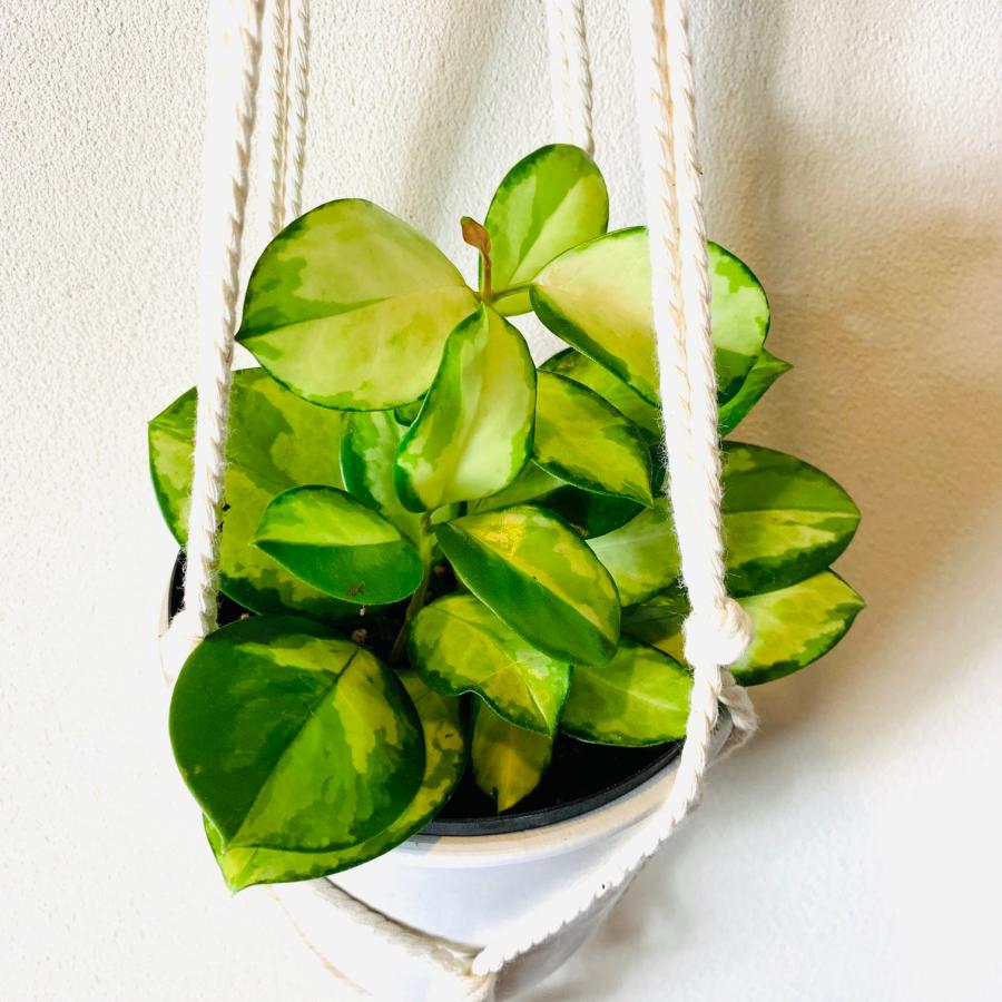 おしゃれ　観葉植物　吊り下げ 　　壁掛け　インテリア　ホヤ　オーストラリス　フライトハンガー　4号　 |  | 02