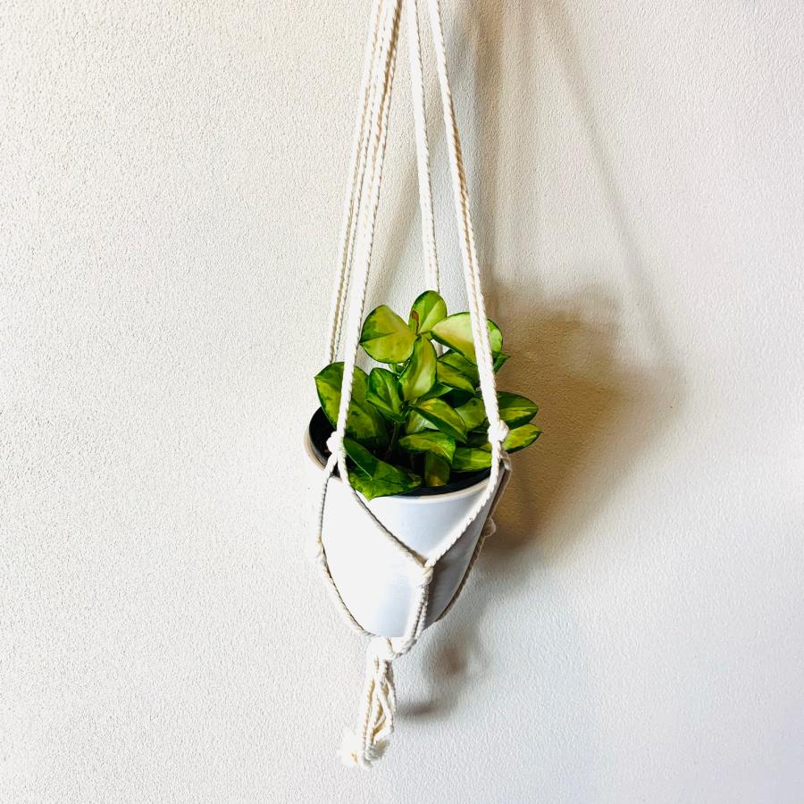 おしゃれ　観葉植物　吊り下げ 　　壁掛け　インテリア　ホヤ　オーストラリス　フライトハンガー　4号　 |  | 03