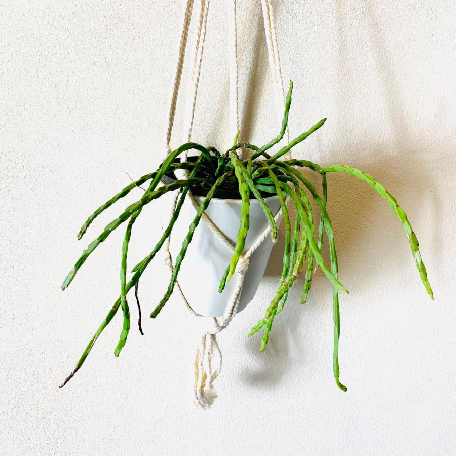 おしゃれ　観葉植物　吊り下げ 　　壁掛け　インテリア　リプサリス　パラドクサ　フライトハンガー　4号　 |  | 01