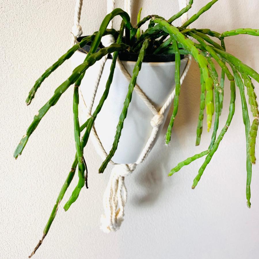 おしゃれ　観葉植物　吊り下げ 　　壁掛け　インテリア　リプサリス　パラドクサ　フライトハンガー　4号　 |  | 03