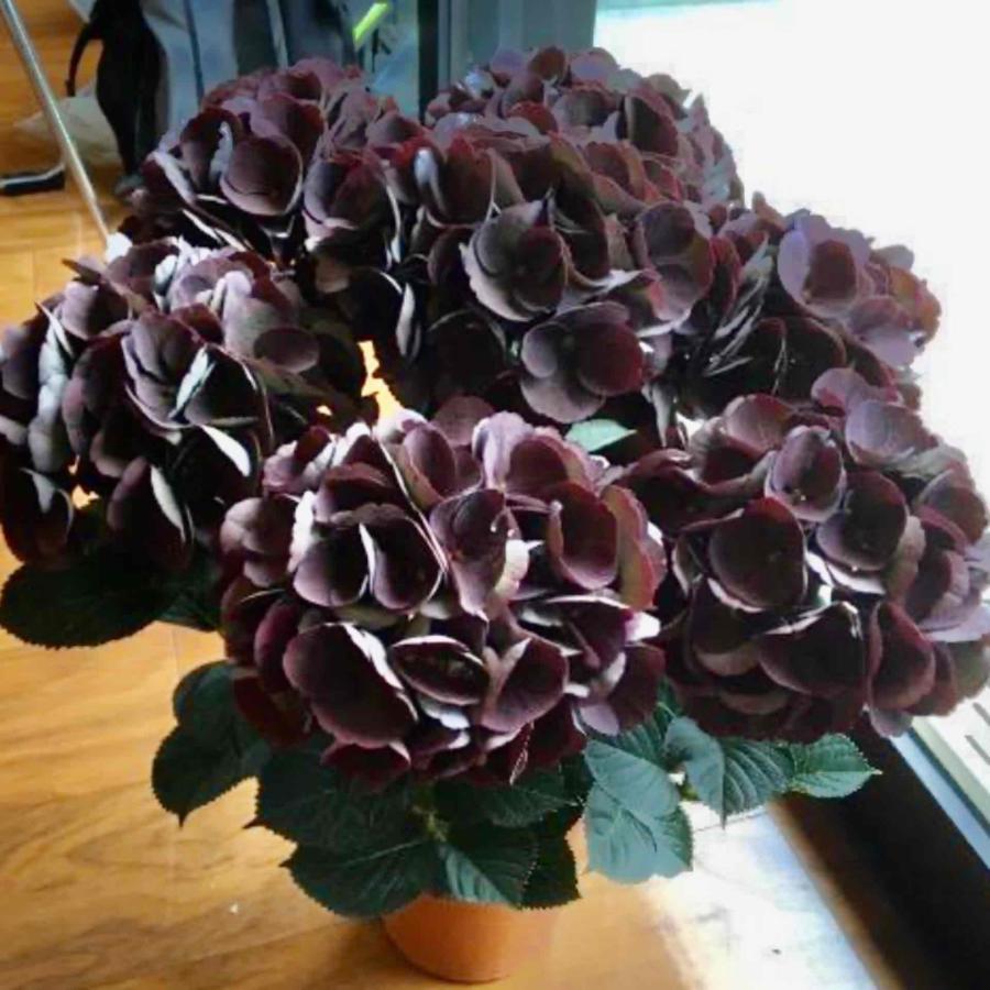 母の日　アジサイ　クイーンズブラック　黒色の宝石　観葉植物｜kpp｜02