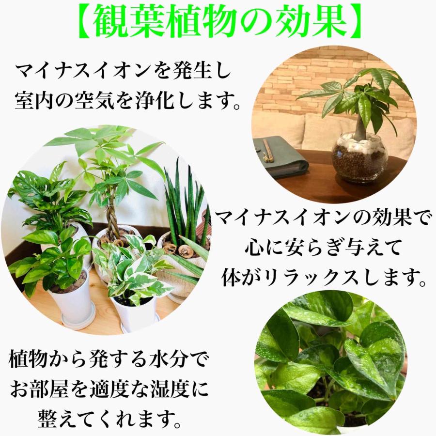 母の日　アジサイ　クイーンズブラック　黒色の宝石　観葉植物｜kpp｜06