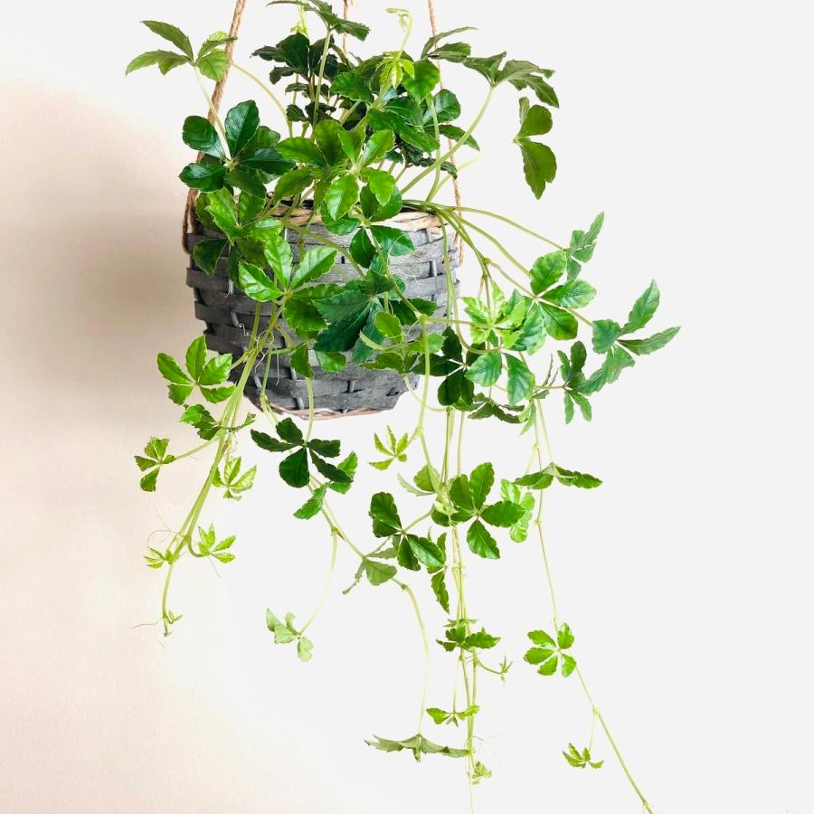 シュガーバイン 吊り下げ ハンキングバスケット 壁掛け 引っ越し お祝い 観葉植物 インテリア Basket Hanging Sugar Lovely Pocket 通販 Yahoo ショッピング