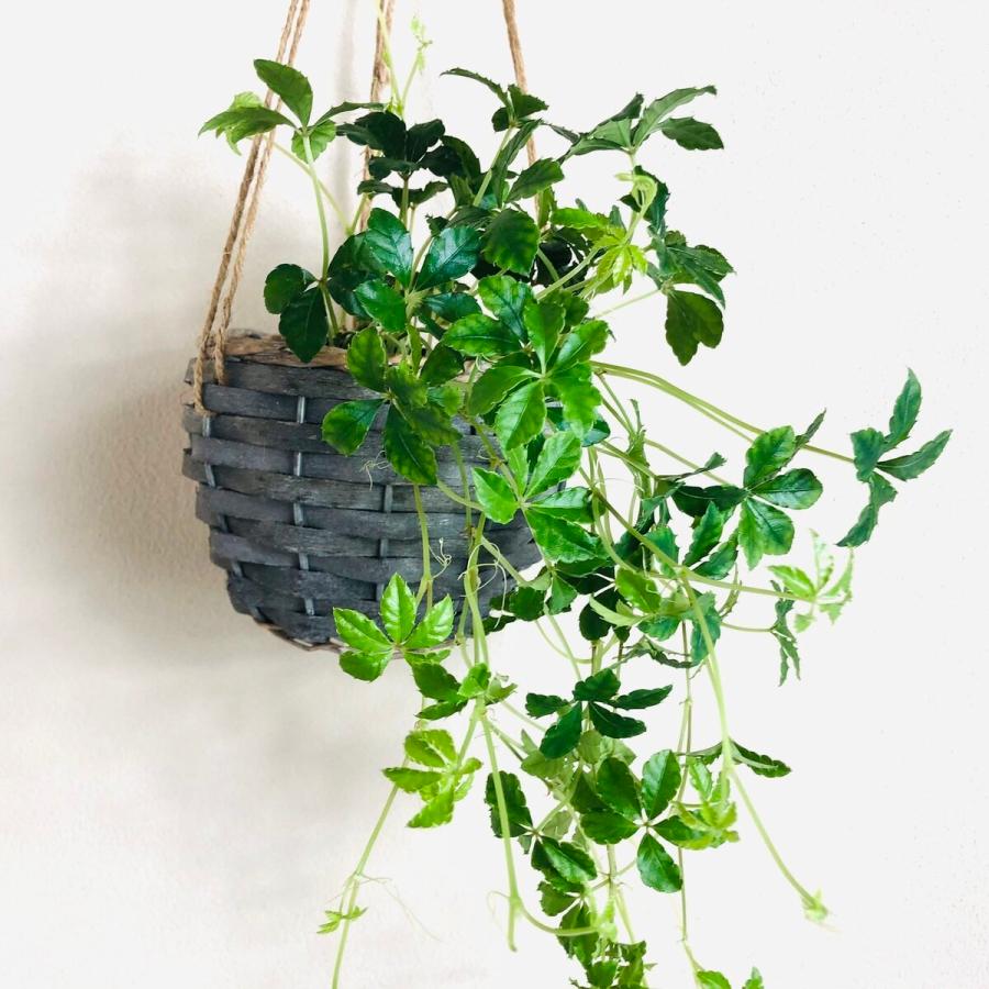 シュガーバイン 吊り下げ ハンキングバスケット 壁掛け 引っ越し お祝い 観葉植物 インテリア Basket Hanging Sugar Lovely Pocket 通販 Yahoo ショッピング