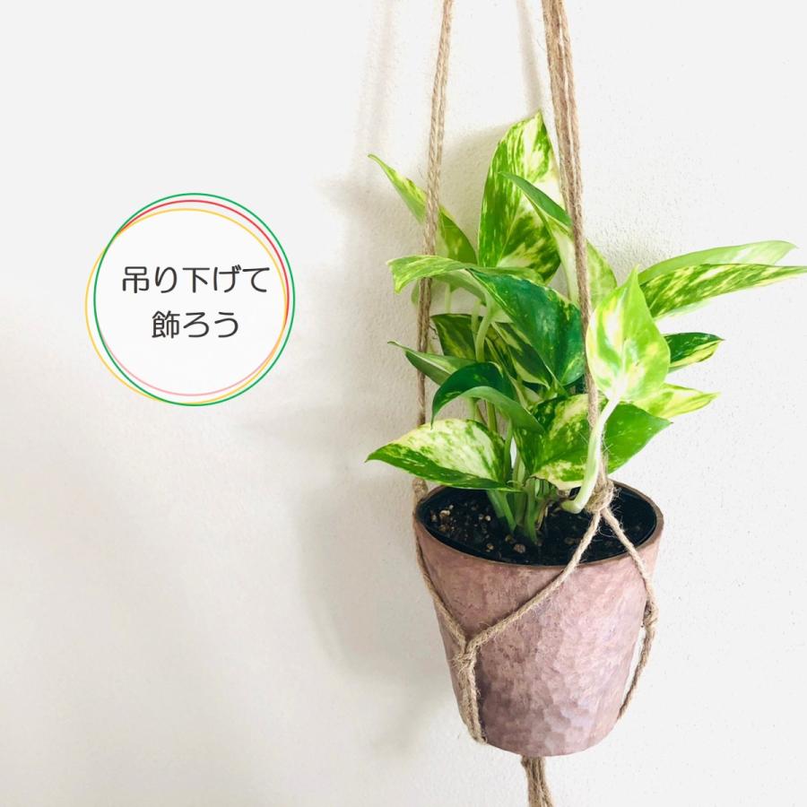 吊るして飾る ポトス ゴールデン ハンキングアロマ鉢 壁掛け インテリア 観葉植物 Hanging Aroma Golden Lovely Pocket 通販 Yahoo ショッピング