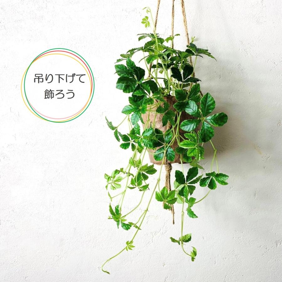 シュガーバイン 木の香りがする鉢 ハンギング 壁掛け 引っ越し お祝い 観葉植物 インテリア Hanging Aroma Sugar Lovely Pocket 通販 Yahoo ショッピング