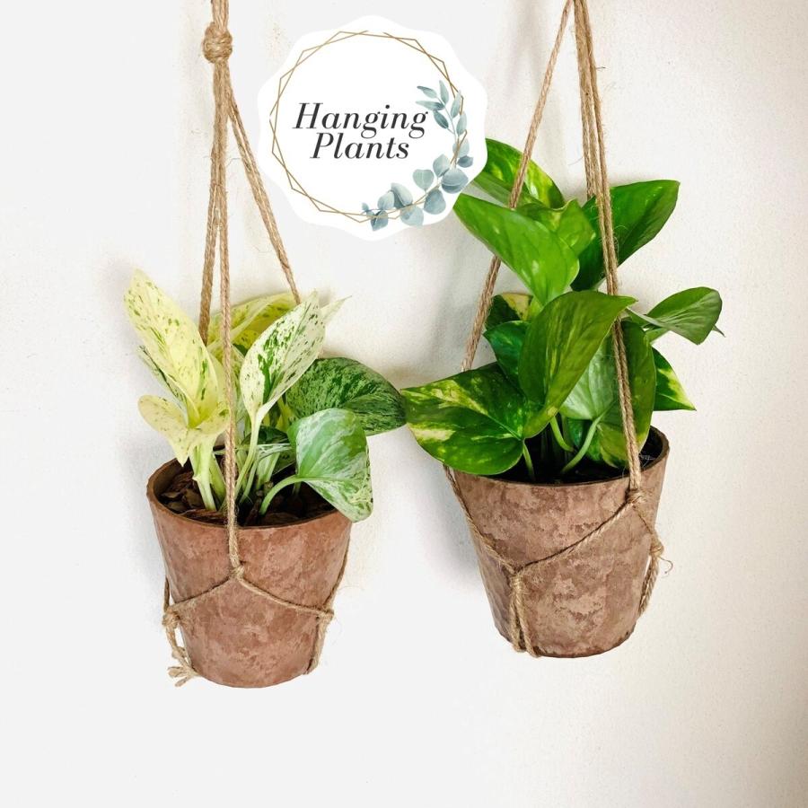 ハンギングアロマセット ゴールデンポトス マーブルクイーン 壁掛け インテリア 観葉植物 引っ越し Hanging Aromaset Poths Lovely Pocket 通販 Yahoo ショッピング