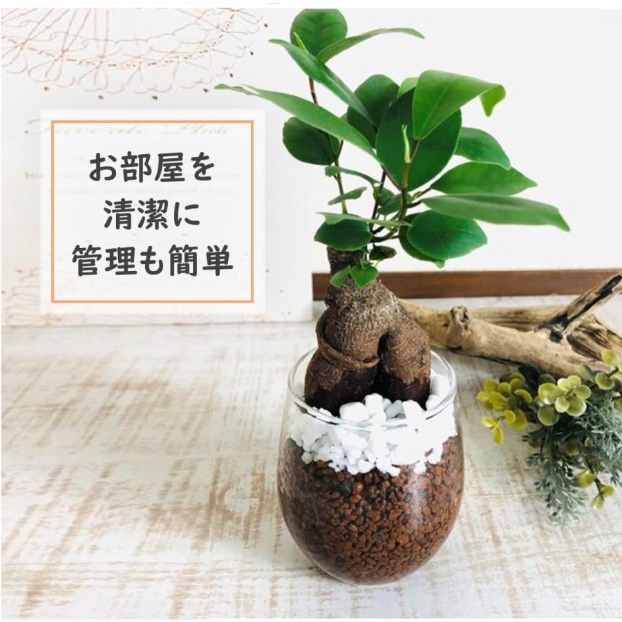 幸せを運ぶ ガジュマル ハイドロカルチャー ラウンドグラス 観葉植物 開運 インテリア Hy Gaju Round Lovely Pocket 通販 Yahoo ショッピング