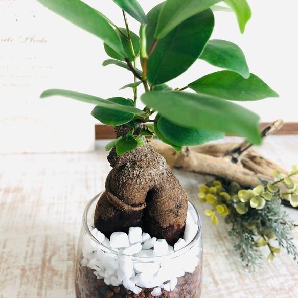 幸せを運ぶ ガジュマル ハイドロカルチャー ラウンドグラス 観葉植物 開運 インテリア Hy Gaju Round Lovely Pocket 通販 Yahoo ショッピング