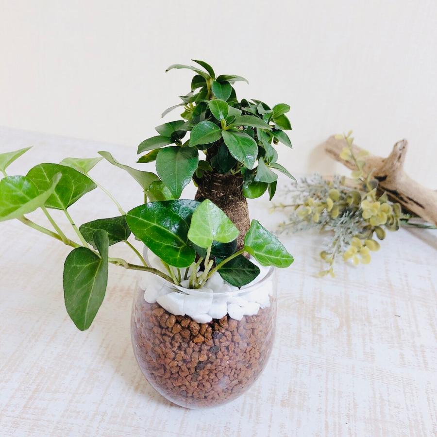 直送商品 精霊の宿る森 ガジュマル ハートアイビー 寄せ植え ハイドロカルチャー ラウンドグラス 観葉植物 開運 インテリア