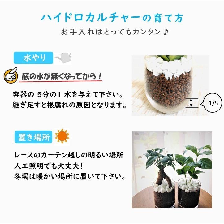 精霊の宿る森 ガジュマル ハートアイビー 寄せ植え ハイドロカルチャー ラウンドグラス 観葉植物 開運 インテリア Hy Seireinomori Lovely Pocket 通販 Yahoo ショッピング
