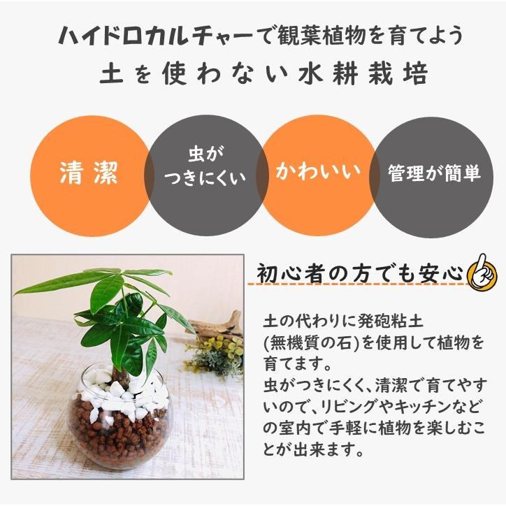 コーヒーの木 ハイドロカルチャー ロックグラス 観葉植物 インテリア ギフト Hyco Lovely Pocket 通販 Yahoo ショッピング