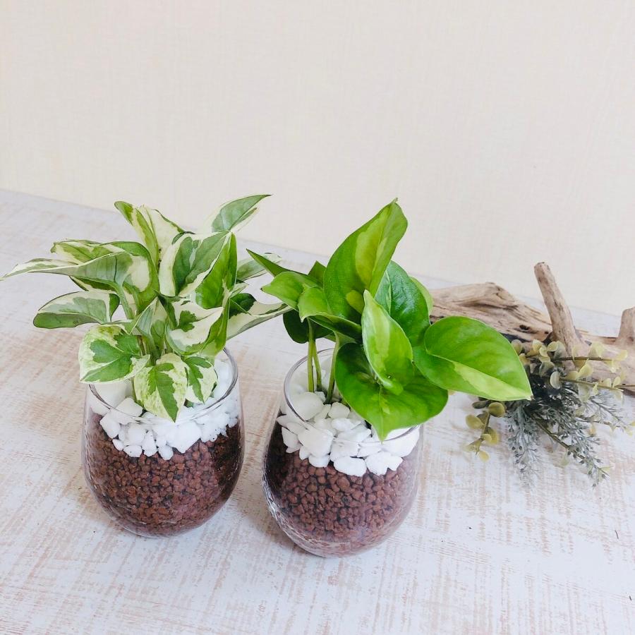 インテリア セット ポトス エンジョイ グローバルグリーン ラウンドグラス ハイドロカルチャー 観葉植物 引っ越し祝い 開店祝い Hydroculture Ge Set Round Lovely Pocket 通販 Yahoo ショッピング