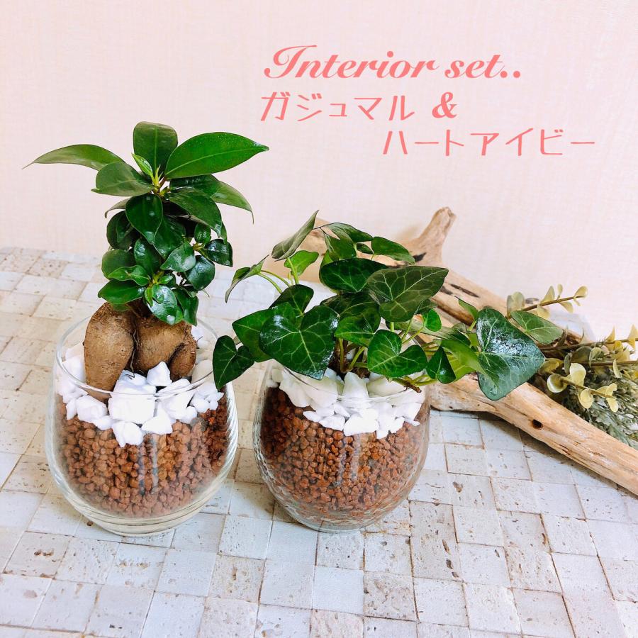 セール インテリア セット ガジュマル ハートアイビー ラウンドグラス ハイドロカルチャー 観葉植物 引っ越し祝い 開店祝い