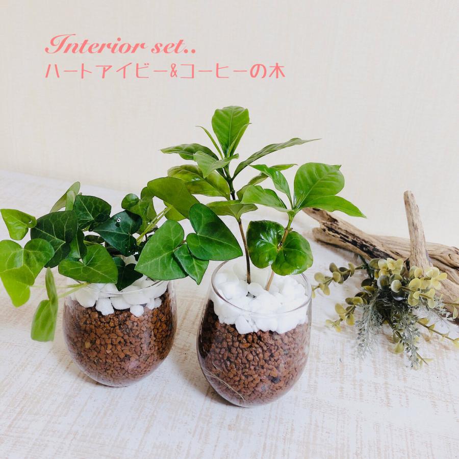 インテリア セット ハートアイビー コーヒーの木 ラウンドグラス ハイドロカルチャー 観葉植物 引っ越し祝い 開店祝い