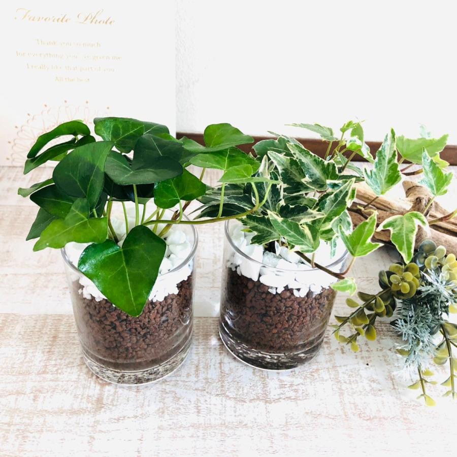 インテリア セット アイビー 2種 ロックグラス ハイドロカルチャー 観葉植物 引っ越し祝い 開店祝い ギフト Hyset Lockglass Avy2 Lovely Pocket 通販 Yahoo ショッピング