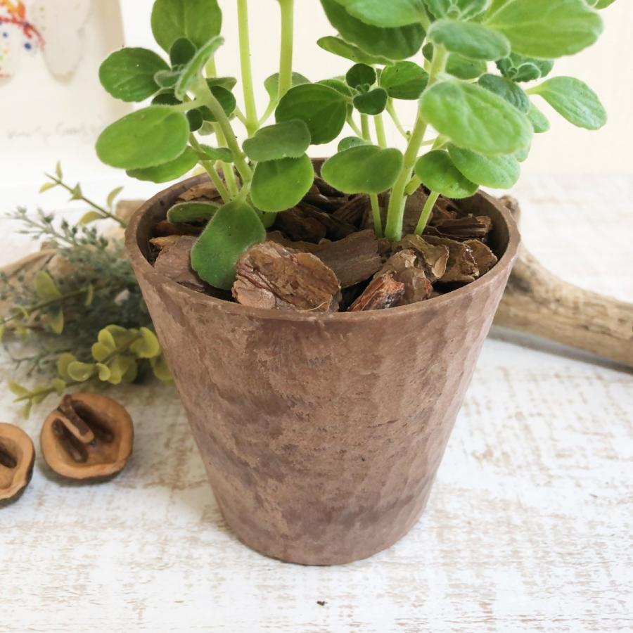アロマティカス ヒノキが香る鉢 4号 観葉植物 インテリア 多肉植物 Kibati Aroma Lovely Pocket 通販 Yahoo ショッピング
