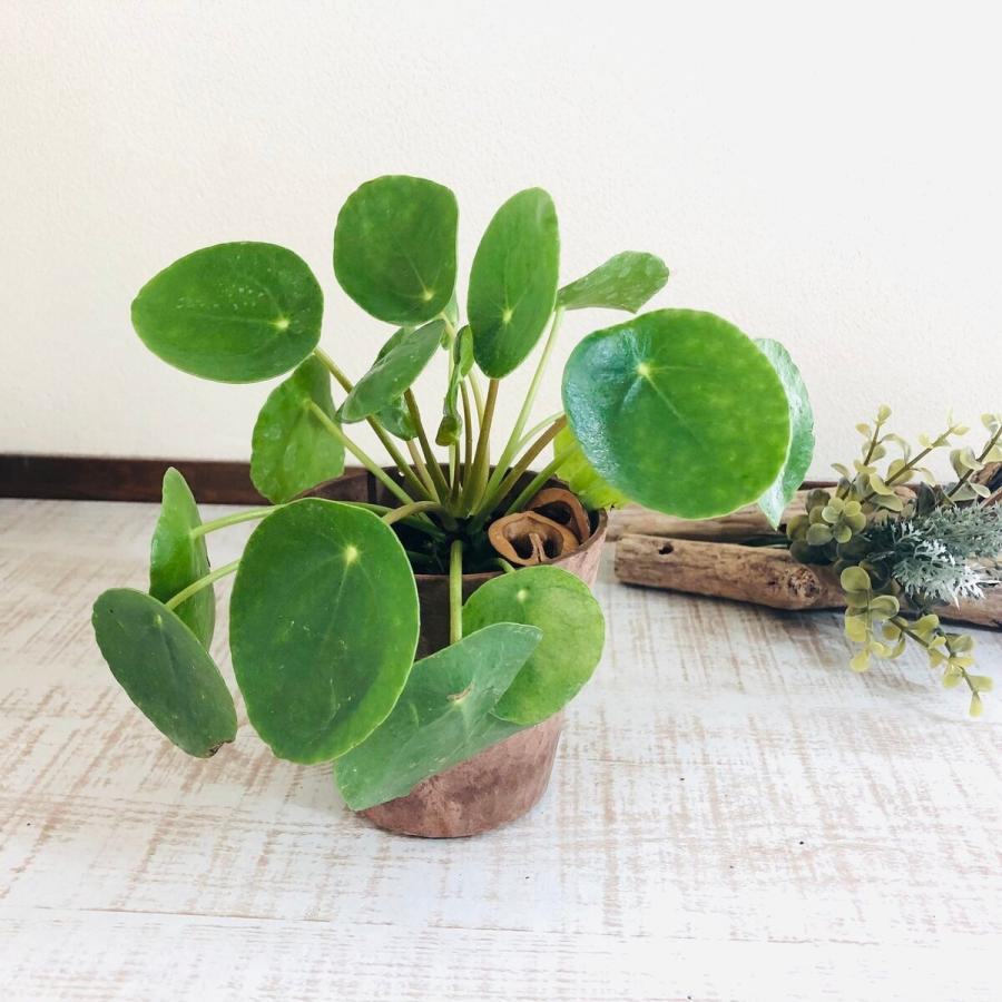 並外れた 麻酔薬 ラボ 観葉 植物 ピレア 育て 方 Fujinoe Job Jp