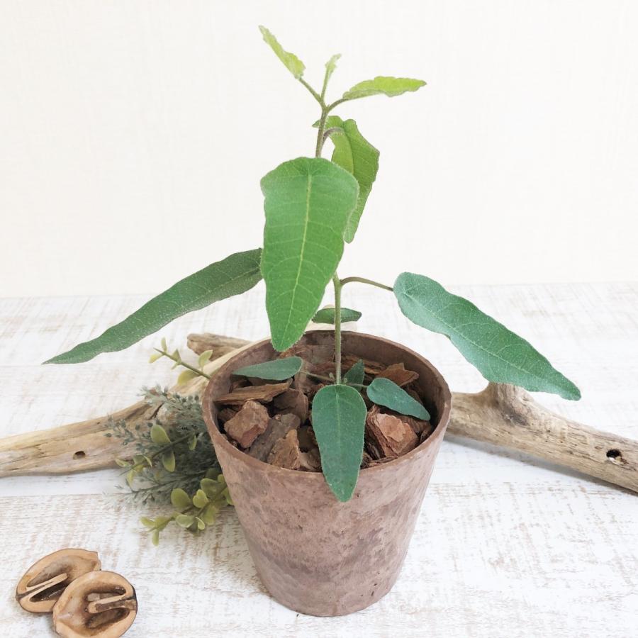 レモンユーカリ ユーカリ レモン 観葉植物 ヒノキ香の鉢 アロマ Kibati Remonyukari Lovely Pocket 通販 Yahoo ショッピング