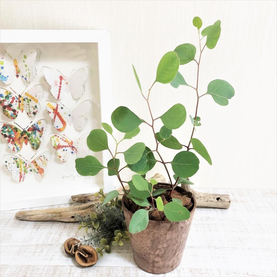 ユーカリ ポポラス ポプラス アロマの鉢 観葉植物 Kibati Yukaripopo Lovely Pocket 通販 Yahoo ショッピング