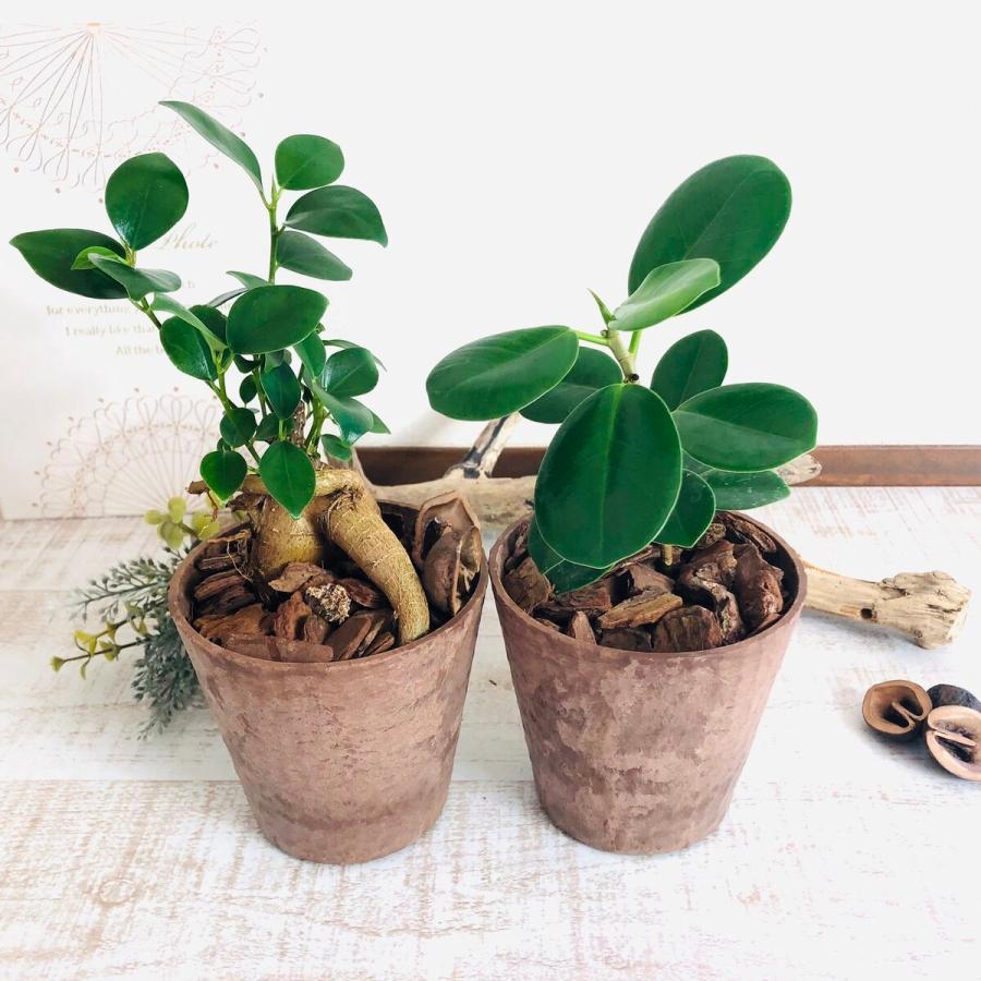 ガジュマル 2種set ニンジンガジュマル パンダガジュマル ヒノキの香る鉢 観葉植物 インテリア ギフト 引っ越し Kibatiset Gajumaru Lovely Pocket 通販 Yahoo ショッピング
