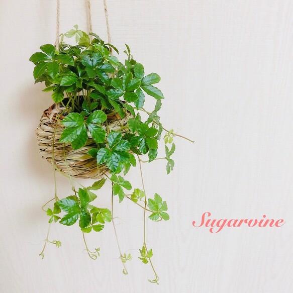 シュガーバイン しめ縄 壁掛け インテリア 観葉植物 ギフト 開店祝い 引っ越し祝い 結婚祝い Simenawa Sugarvine Lovely Pocket 通販 Yahoo ショッピング