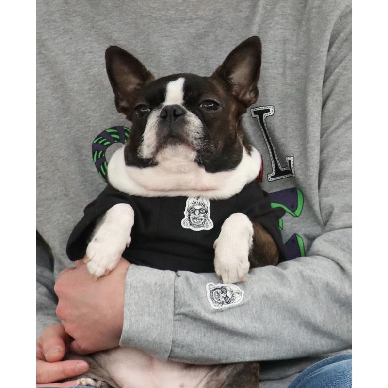 クリフメイヤードッグ KRIFF MAYER DOG Tシャツ ドッグ お揃い 犬服 ペアルック 綿100 カジュアル 抜け毛対策 着脱簡単 半袖 カラフル チルタイム T 絵文字 | KRIFF MAYER | 11