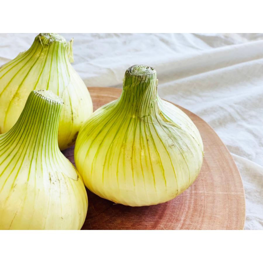 オープニング 送料無料 淡路島産 新玉ねぎ 5kg おまかせサイズ Mサイズ 2lサイズ たまねぎ 5キロ Wantannas Go Id