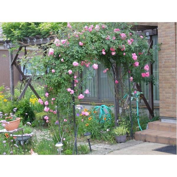 フラワーアーチ/ガーデニング用品 〔幅174cm〕 スチールパイプ製 日本製 エクセレント 〔園芸 庭 花 エクステリア〕 |  | 01