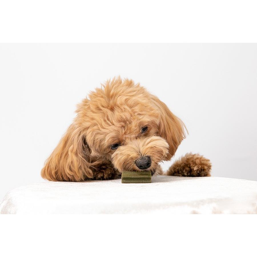 犬 歯磨き ガム おやつ ハミガキ はみがき グルテンフリー 無添加 Olivepet ナチュラルデンタルガムxs12本 アレルギー対応 小麦不使用 Ks Garden 通販 Yahoo ショッピング