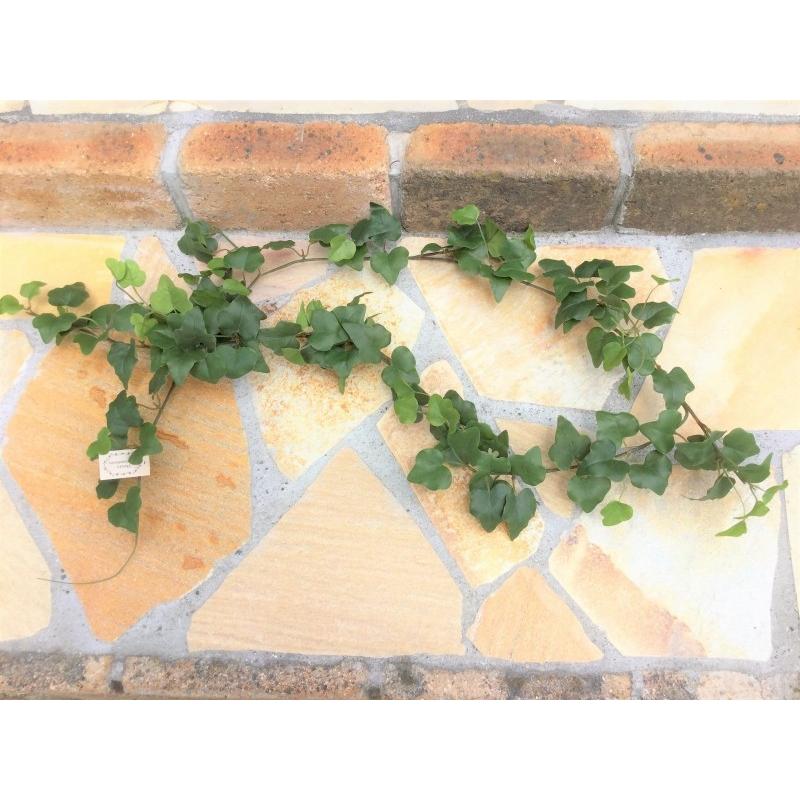 アイビーガーランドグリーン 80931 ガーデニング雑貨 ガーデニング