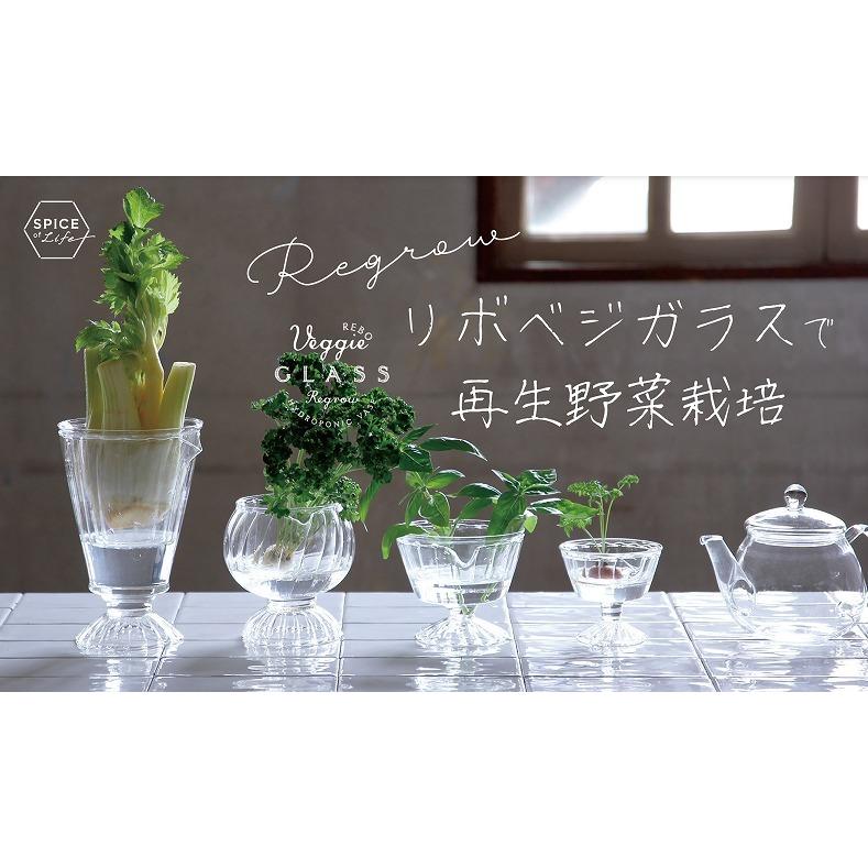 リボベジガラスカップＬサイズ　ＫＥＧＹ２１１３　水耕栽培　再生野菜　ガラスベース　ガーデニング雑貨　 |  | 05