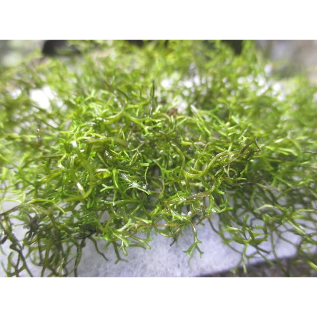 G003 04 佐渡の陽で屋外育成させたリシア 浮草 大サイズ 水草 ビオトープ 送料140円 特別価格帯 G003 04 ステレオ工房 ポニー 通販 Yahoo ショッピング