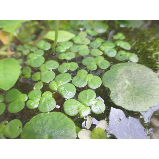 ー品販売 G003 0215 佐渡産ウキクサ 浮草 3 5株売り 水草 ビオトープ 送料140円 特別価格帯