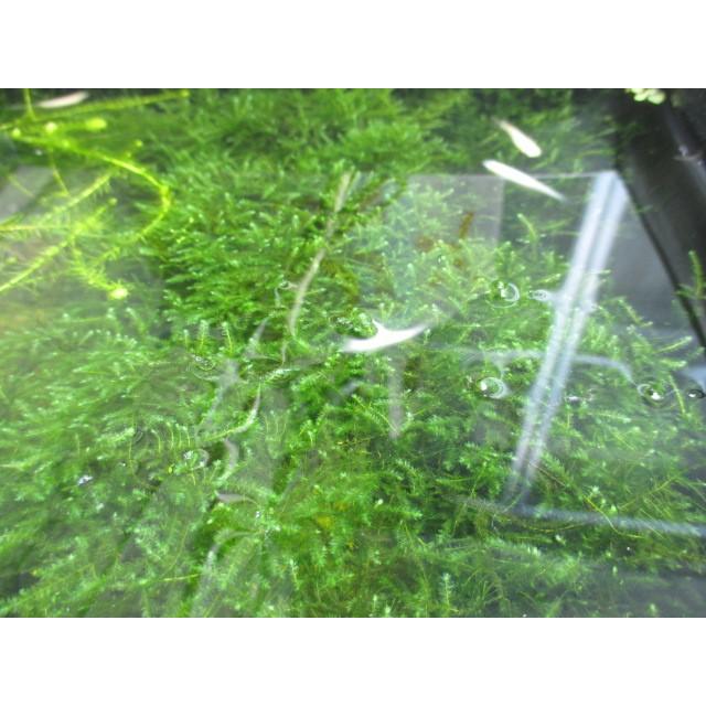 G003 0252 即戦力なビオトープ用水草セット 水上 水面 水中に13種類 そのii 送料180円 特別価格帯 G003 0252 ステレオ工房 ポニー 通販 Yahoo ショッピング