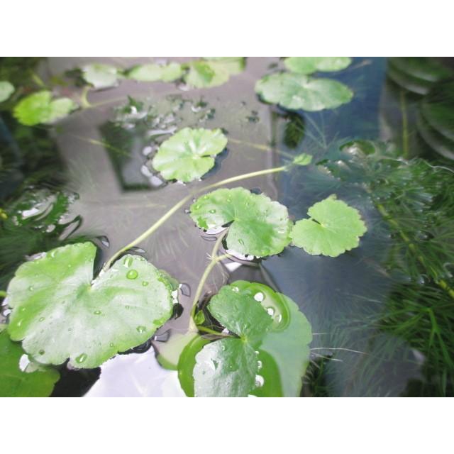 G003 0252 即戦力なビオトープ用水草セット 水上 水面 水中に13種類 そのii 送料180円 特別価格帯 G003 0252 ステレオ工房 ポニー 通販 Yahoo ショッピング