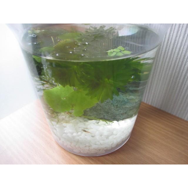 G003 0601 お部屋の中に自然を 初心者向けお洒落なエビ水槽セット 生体含む一式 同梱不可 G003 0601 ステレオ工房 ポニー 通販 Yahoo ショッピング