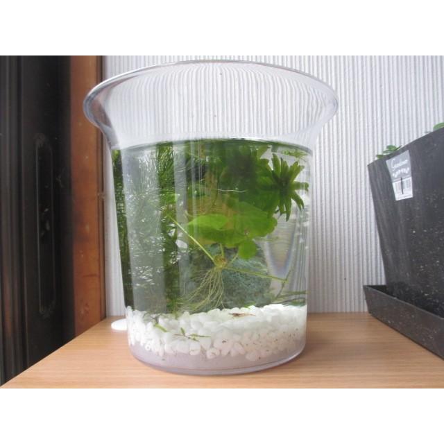 G003 0601 お部屋の中に自然を 初心者向けお洒落なエビ水槽セット 生体含む一式 同梱不可 G003 0601 ステレオ工房 ポニー 通販 Yahoo ショッピング