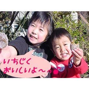 聖なる雪のいちじく 180g メール便 ドライフルーツ 無花果 イチジク お取り寄せ お中元 Sw03mail こんにゃく屋生田目屋 通販 Yahoo ショッピング