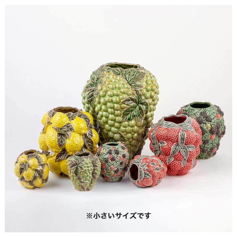 フルーツ鉢 楽天市場】お誕生日プレゼントにキウイフルーツ鉢植え2024年6月