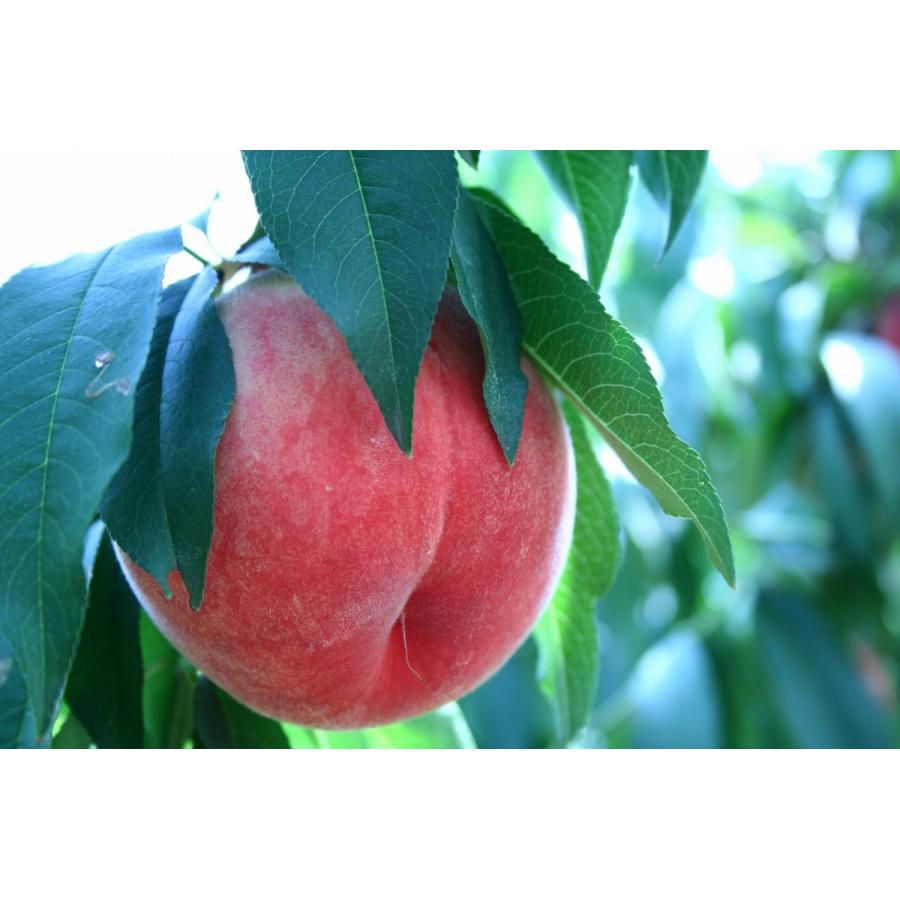 R7.8.18日〜発送 桃 黄金桃 希少！超特大8玉 : 龍口農園 - 通販