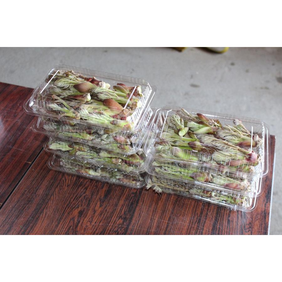 予約品 タラの芽500g 沖縄県へ発送の方は別途送料 : 龍口農園