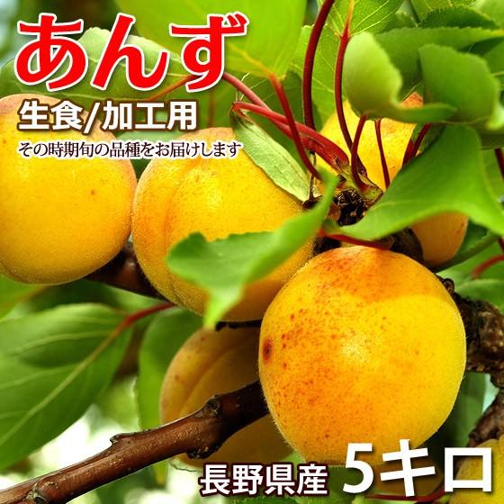 焼き鳥あんず5キロ 焼き鳥様専用あんず5キロ あんず 5キロ 生食/加工用 信州産 その時期