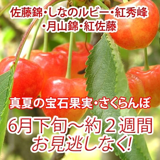 紅秀峰 お中元 ギフト 秀 贈答用 500g バラ詰 さくらんぼ｜kudamonoya｜06