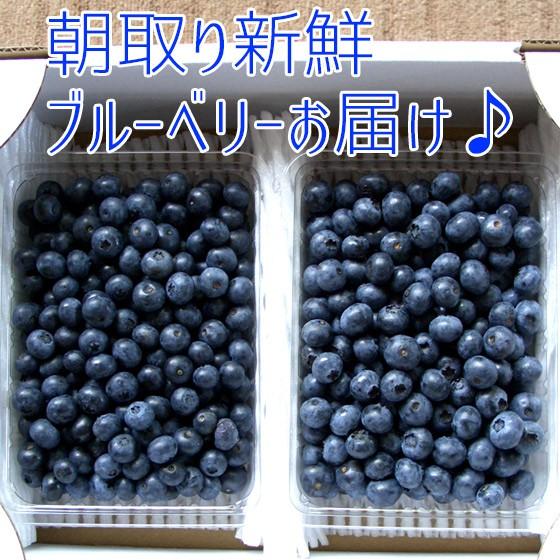 生ブルーベリー1kg 長野県産 アントシアニンたっぷり♪ : くだもの屋