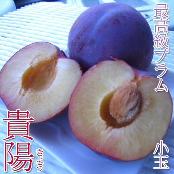 貴陽 最高級プラム ギフト 2kg小玉サイズ 長野県産 : くだもの屋