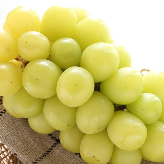 シャインマスカット 皮ごと食べれる種無しぶどう 2kg 3 5房 送料無料 Shinemuscat 2kg001 くだもの屋 通販 Yahoo ショッピング