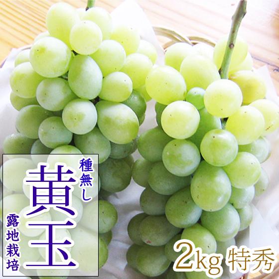 種無し黄玉 2kg4-5房 特秀 白ぶどう : くだもの屋 - 通販