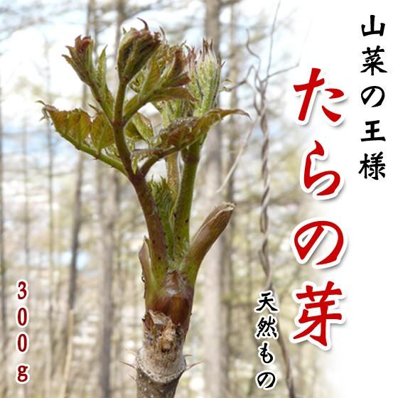 たらの芽 天然もの 300グラム 長野県産 タラの芽 旬 4月中旬 5月下旬 Taranome300g くだもの屋 通販 Yahoo ショッピング